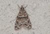 Eudonia mercurella